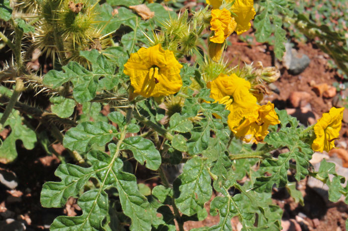 Buffalobur Nightshade has deeply lobed dark green leaves. The plants have yellow or straw-colored prickles throughout. Solanum rostratum Buffalobur Nightshade has deeply lobed dark green leaves. The plants have yellow or straw-colored prickles throughout. Solanum rostratum